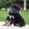Image of Demi, a German Shepherd puppy