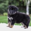 Image of Demi, a German Shepherd puppy