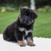 Image of Demi, a German Shepherd puppy