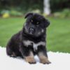 Image of Demi, a German Shepherd puppy