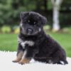 Image of Demi, a German Shepherd puppy