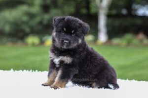 Image of Demi, a German Shepherd puppy