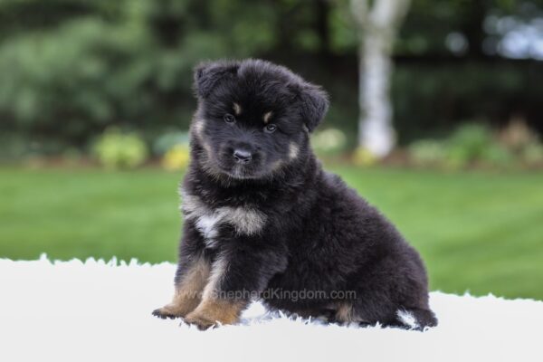 Image of Demi, a German Shepherd puppy