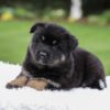 Image of Demi, a German Shepherd puppy