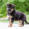 Image of Eden, a German Shepherd puppy