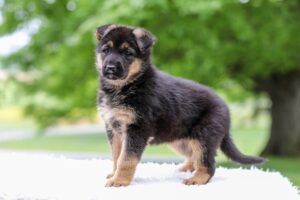Image of Eden, a German Shepherd puppy