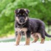 Image of Eden, a German Shepherd puppy