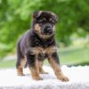 Image of Eden, a German Shepherd puppy