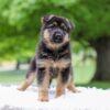 Image of Eden, a German Shepherd puppy