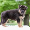 Image of Eden, a German Shepherd puppy