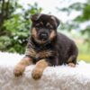 Image of Eden, a German Shepherd puppy