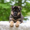 Image of Eden, a German Shepherd puppy