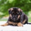 Image of Elantra, a German Shepherd puppy