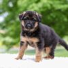Image of Elantra, a German Shepherd puppy