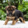 Image of Eliza, a German Shepherd puppy