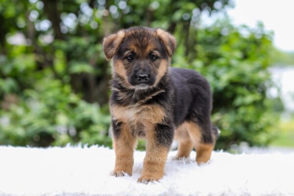 Image of Eliza, a German Shepherd puppy