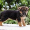 Image of Eliza, a German Shepherd puppy