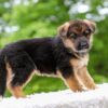 Image of Eliza, a German Shepherd puppy