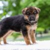 Image of Eliza, a German Shepherd puppy