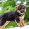 Image of Eliza, a German Shepherd puppy