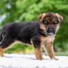 Image of Eliza, a German Shepherd puppy