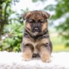 Image of Ellie, a German Shepherd puppy