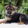 Image of Emerson, a German Shepherd puppy