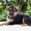 Image of Emerson, a German Shepherd puppy