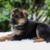 Image of Emerson, a German Shepherd puppy