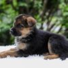 Image of Emerson, a German Shepherd puppy