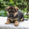 Image of Emerson, a German Shepherd puppy