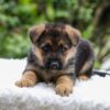 Image of Emerson, a German Shepherd puppy