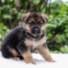Image of Emerson, a German Shepherd puppy