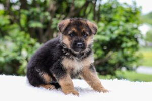 Image of Emerson, a German Shepherd puppy
