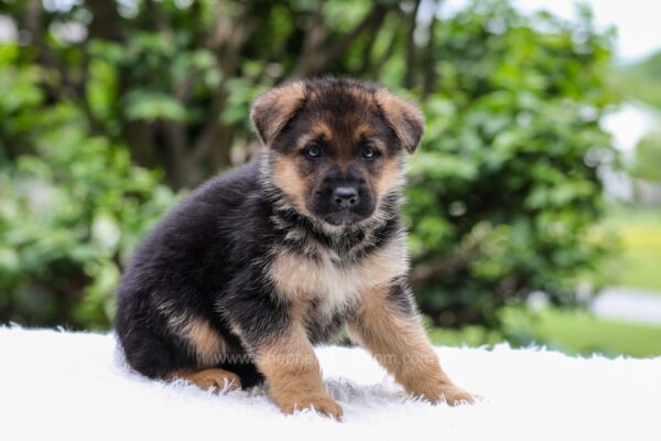 Image of Emerson, a German Shepherd puppy