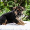 Image of Emerson, a German Shepherd puppy