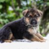 Image of Emerson, a German Shepherd puppy