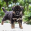 Image of Emmett, a German Shepherd puppy
