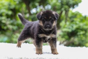 Image of Emmett, a German Shepherd puppy