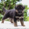 Image of Emmett, a German Shepherd puppy
