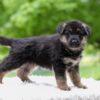 Image of Emmett, a German Shepherd puppy