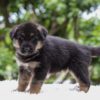 Image of Emmett, a German Shepherd puppy