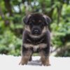 Image of Emmett, a German Shepherd puppy