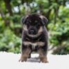 Image of Emmett, a German Shepherd puppy