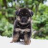 Image of Emmett, a German Shepherd puppy