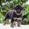 Image of Emmett, a German Shepherd puppy