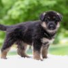 Image of Emmett, a German Shepherd puppy
