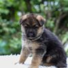 Image of Enzo, a German Shepherd puppy