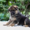 Image of Enzo, a German Shepherd puppy