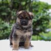 Image of Enzo, a German Shepherd puppy